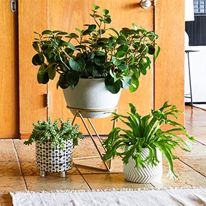 Quick Upgrade: Planter Refresh