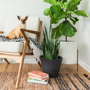 Customer Favorites: Pets