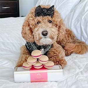 Bonne Et Filou Pet Macarons