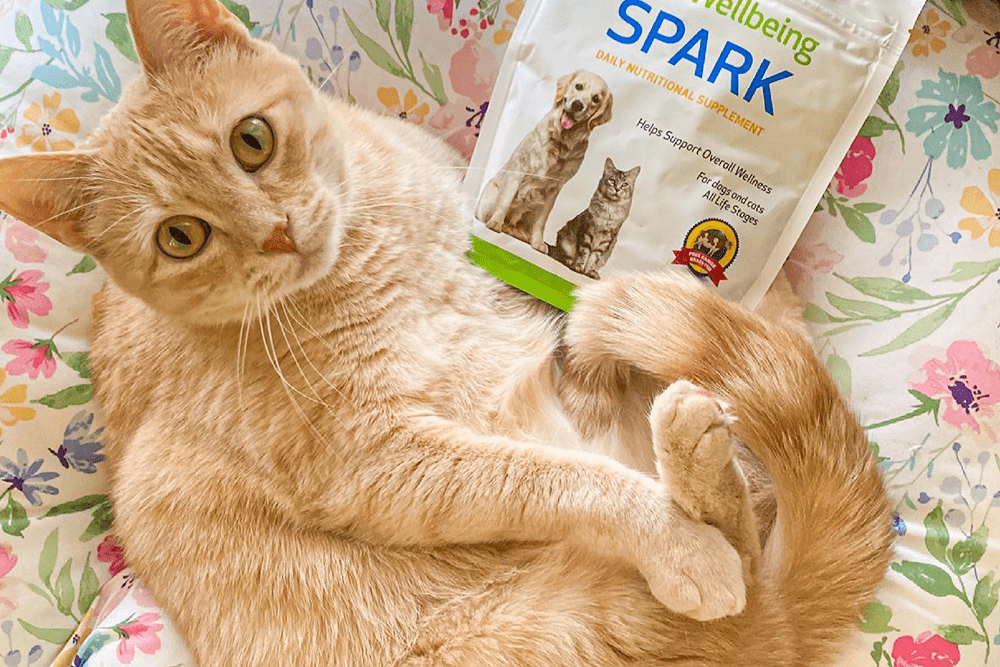 How Pet Wellbeing offers 2day shipping and saves over 60 on