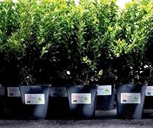 Small manufacture image 4