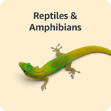 Reptiles & Amphibians