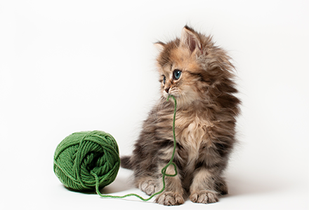 Kit Starter Per Gatti - Lettiera, Ciotole E Giocattolo (Blu)