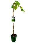 Garden Center Shop | Catalpa Bignonioides 80-100 cm M20 | Árbol Ornamental de Sombra | Hoja Grande y Flor Blanca Decorativa | Ideal Jardines y Exteriores