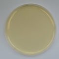 Standard Methods Agar Plates