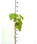 Garden Center Shop | Catalpa Bignonioides 80-100 cm M20 | Árbol Ornamental de Sombra | Hoja Grande y Flor Blanca Decorativa | Ideal Jardines y Exteriores