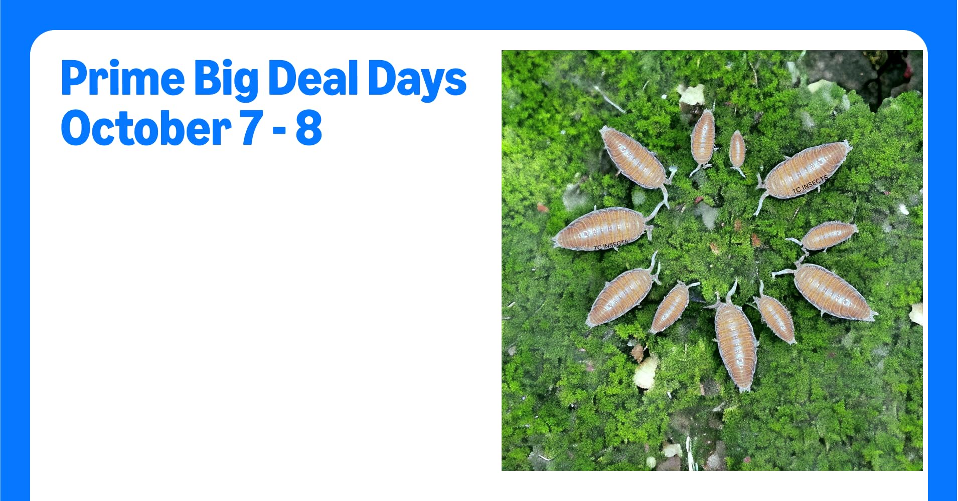 25ct Dwarf Purple Isopods Bioactive Feeders Clean ...