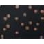 Cognac Painted Dot
