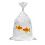 Sampling Bag, Write-On, 69 oz., 15