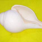 Dakshinavarti Shankh for Pooja | Dakshinavarti Shankh Original Natural Lakshmi Valampuri Sangu for Pooja Pure White (3-3.5 Inch) by Indian Collectible