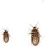 Live Dubia Roaches for Feeding Reptiles (100, Medium Mix 1/2" to 7/8")
