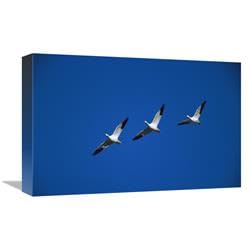 12 x 18 in. Snow Geese Flying in Formation, Bosque Del Apache NWR, New Mexico Art Print - Tom Vezo