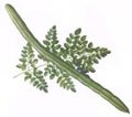 Drumstick tree seed packet Drumstick tree seed packet