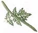 Drumstick tree seed packet