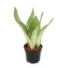 Guruji Plantation sansevieria live Indoor Plant For Home and Garden with Pot (Pack of 1) (Moonshine)