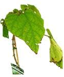 Garden Center Shop | Catalpa Bignonioides 80-100 cm M20 | Árbol Ornamental de Sombra | Hoja Grande y Flor Blanca Decorativa | Ideal Jardines y Exteriores