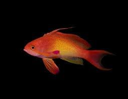 Indian Ocean LYERTAIL ANTHIAS - Live Saltwater Fish