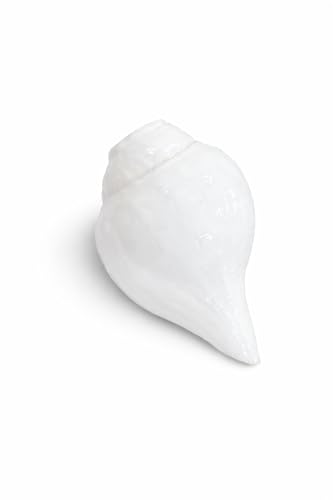 Image of Original Vamavarti Shankh for Pooja| Baynavarti Natural Conch for Puja, Temple, Home Decor, Mandir, Spiritual Use| Auspicious Loud Blowing Shankh for Vastu, Prosperity (9-11 cm)