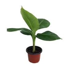 Vixenssell Live Banana/Kela Fruit Plant with Pot