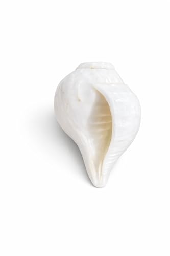 Image of Original Vamavarti Shankh for Pooja| Baynavarti Natural Conch for Puja, Temple, Home Decor, Mandir, Spiritual Use| Auspicious Loud Blowing Shankh for Vastu, Prosperity (9-11 cm)