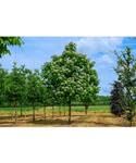 Garden Center Shop | Catalpa Bignonioides 80-100 cm M20 | Árbol Ornamental de Sombra | Hoja Grande y Flor Blanca Decorativa | Ideal Jardines y Exteriores
