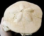 Clypeaster scillae Sea-Urchin Fossil (Fossils) OU324