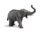 Indian Elephant