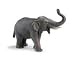 Indian Elephant