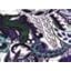 Purple Paisley