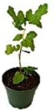 9GreenBox - Chicago Edible Fig - 4" Pot