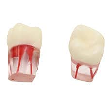 NMD NEXUS MEDODENT Dental Canal Practice Model(1Pc/Pack) (B093LGX5LB) Amazon Price History, Amazon Price Tracker