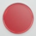 Culture Media, MacConkey Agar Prepared Plate Set of 10 Plates