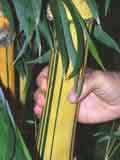 Hawaiian Gold Bamboo Bambusa vulgaris bittata - 1 Gallon Pot