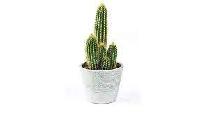 UGANIO PLANT Live Long Cactus Plant (B0B3Y6NM35) Amazon Price History, Amazon Price Tracker
