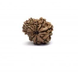 Gemstone King Garbh Gori Rudraksh Original IGL Lab Tested ? ? ?? ? Beautiful Brown Colour & Round Shape Garbh Gauri Ruthratcham Nepal Origin Brown Beads Use for Meditation