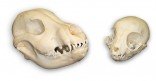 Puppy & Kitten Skull Set (Natural Bone Quality A)