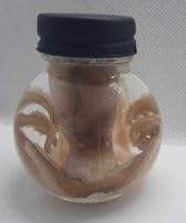 Wet Specimen Taxidermy Octopus Kraken Oddities Ball jar Preserved Specimen