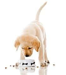 Dog Trust Bite Calcium 25pcs in 1 Milk Bones Dog Treats with Free Key Ring, 220 g (Pack of 2)