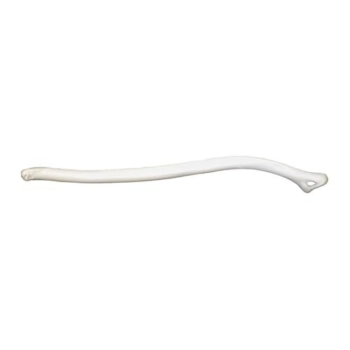 Skulls Unlimited Real Marten Baculum – Model Animals Specimen for Science Education