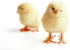 Aditya Industries Poultry Feed for Young Chicks (Chicken Feed- 1kg)