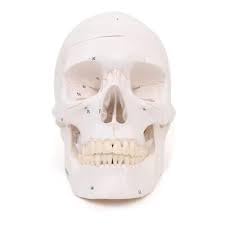 Human Fetal Skull Anatomical Model, Detailed Fetal Cranium Teaching Model for Medical Education, Obstetrics Training, Anatomy Learning and Healthcare Demonstrations, 1 Piece-picture-12