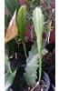 Queen of The Night - Epiphyllum oxypetalum - 8" to 1 Feet Tall - Ship in 3" Pot