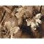 Brown Textured Floral