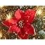 Poinsettia