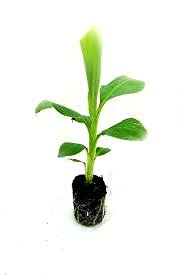 See full amazon price history chart for Banana Fruit Plant/Banana Live Plant Banana Fruit Plant/Banana Live Plant (B09CNSZX6S) Amazon Price History, Amazon Price Tracker
