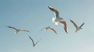 Nature Laptop Design-55 Nature Laptop Design-55