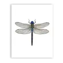 BMGKYAGL Dragonfly Art Print Poster Wall Pictures For Home Decor Dragonfly Canvas Painting Modern Wall Decor (60x90cm / Inner Frame)