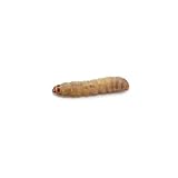 Dubia.com 100 Live Waxworms Worms, HighProtein Wax Worms, Ideal for Pets, Reptiles, Amphibians, Birds and Fishing