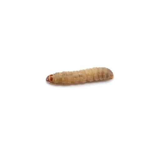 Dubia.com 100 Live Waxworms Worms, HighProtein Wax Worms, Ideal for Pets, Reptiles, Amphibians, Birds and Fishing