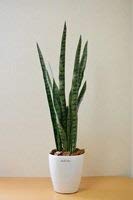 Amazon | きつつき サンスベリア90cm 人工観葉植物 造花 フェイク